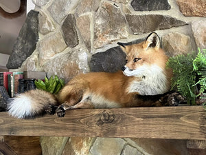 Red Fox Taxidermy Full Body Mount Cabin Camp Man Cave Home Office Den Decor NEW!