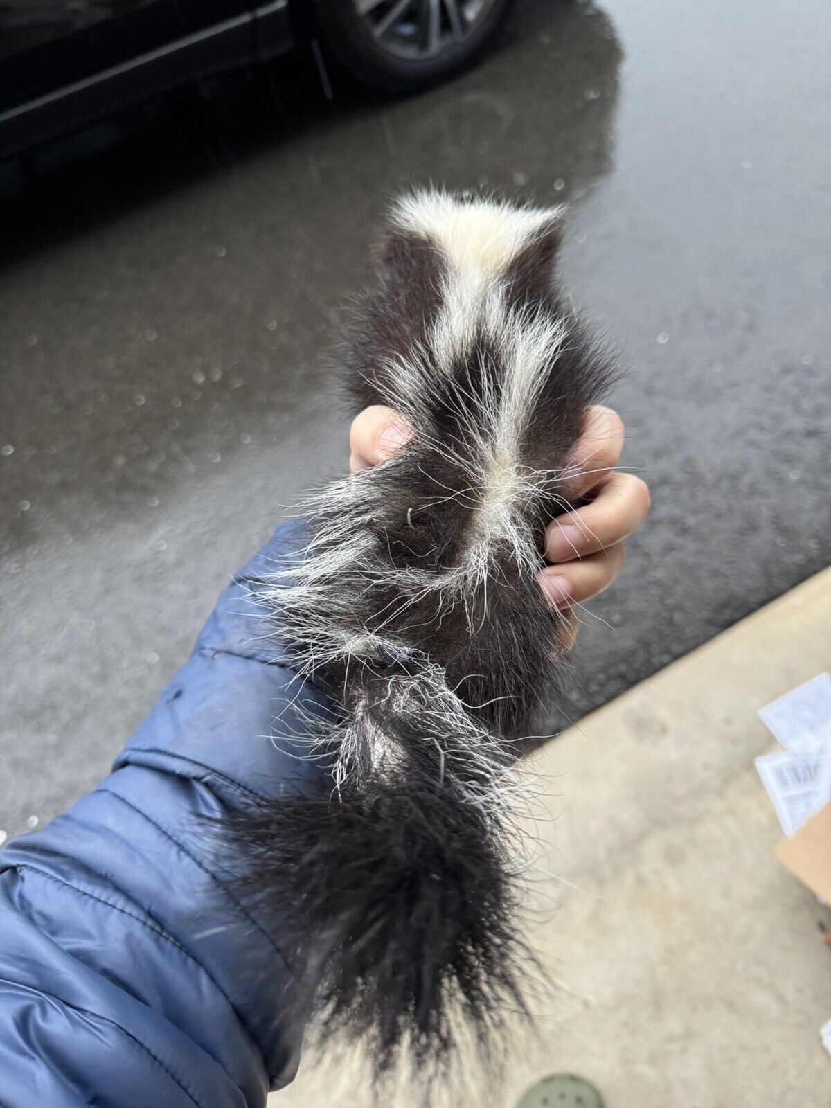 skunk baby taxidermy mount