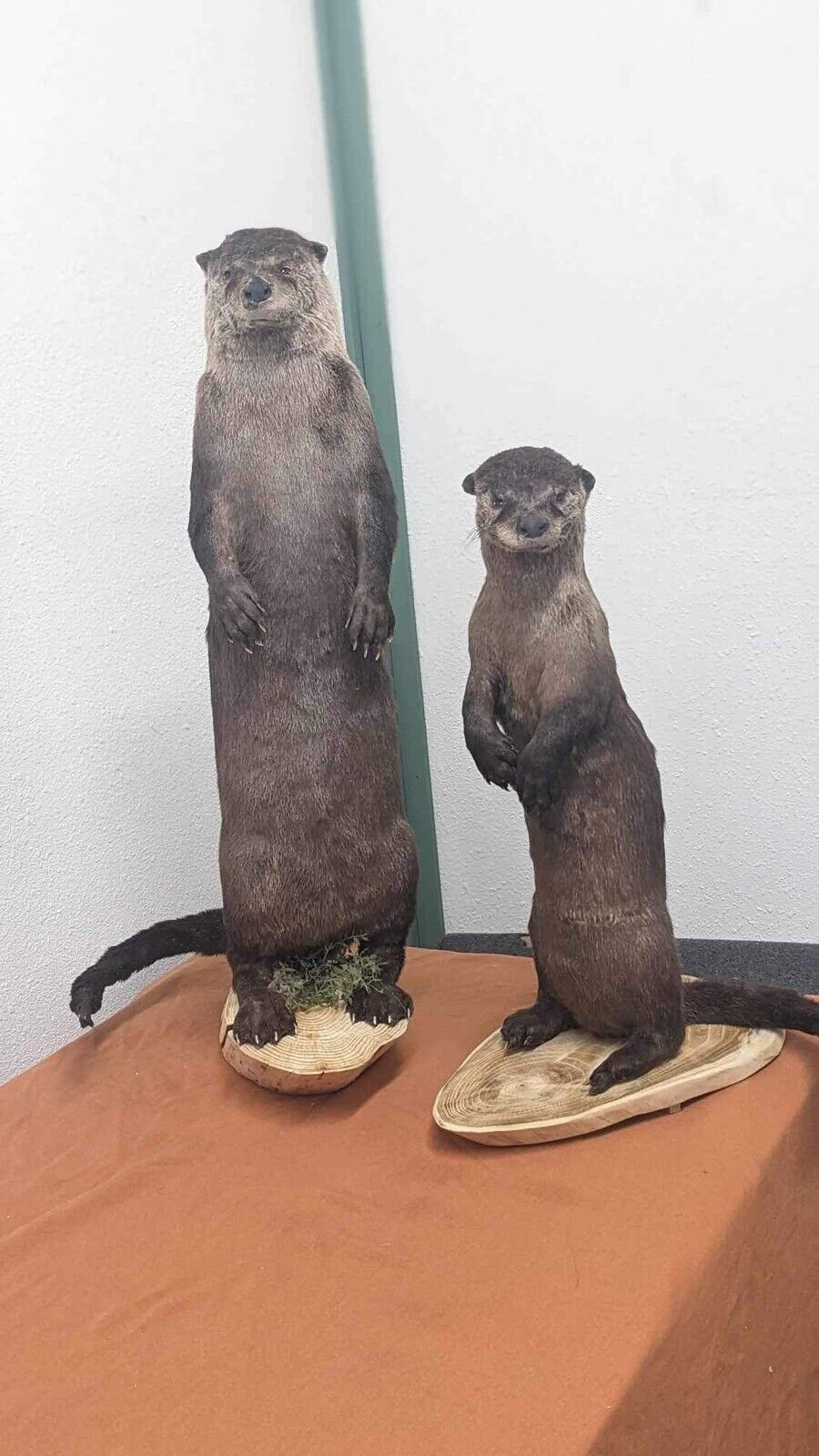 New Full Body Otter Taxidermy Mount