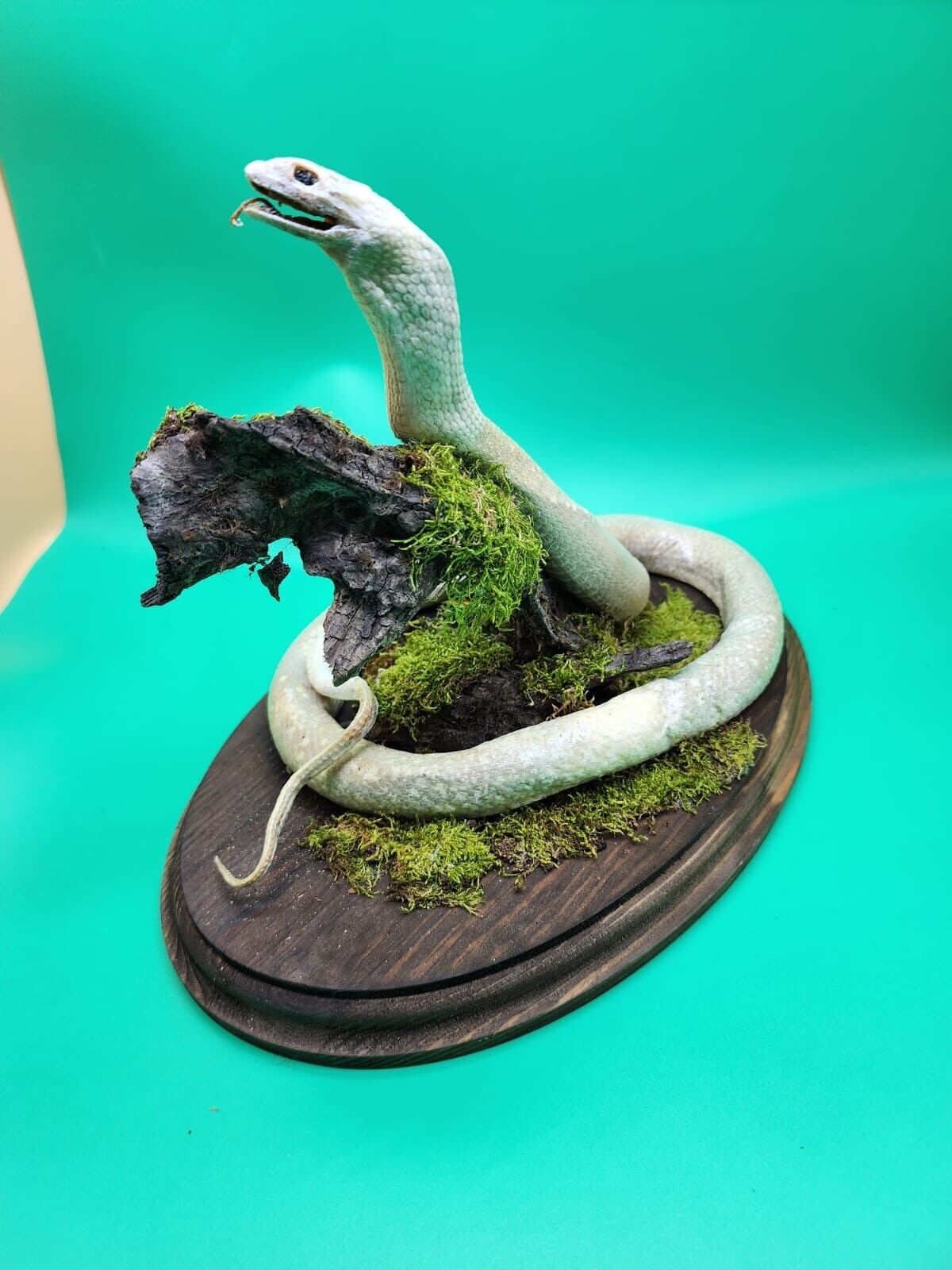 Taxidermy Snake Real Taxidermy Mount