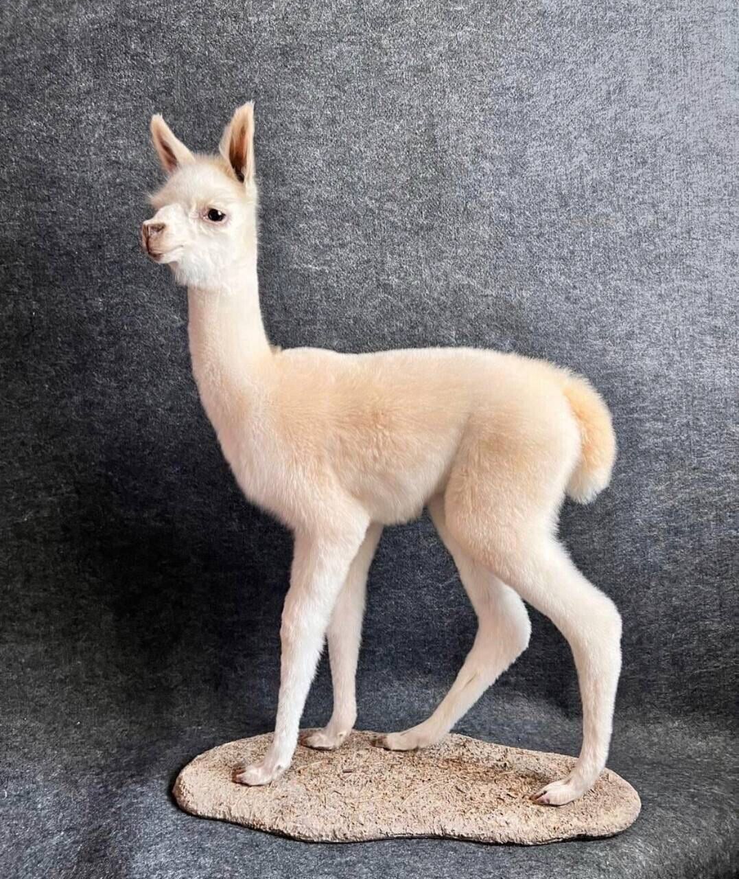 Museum Quality Baby Llama Taxidermy Full Body Mount Lifesize