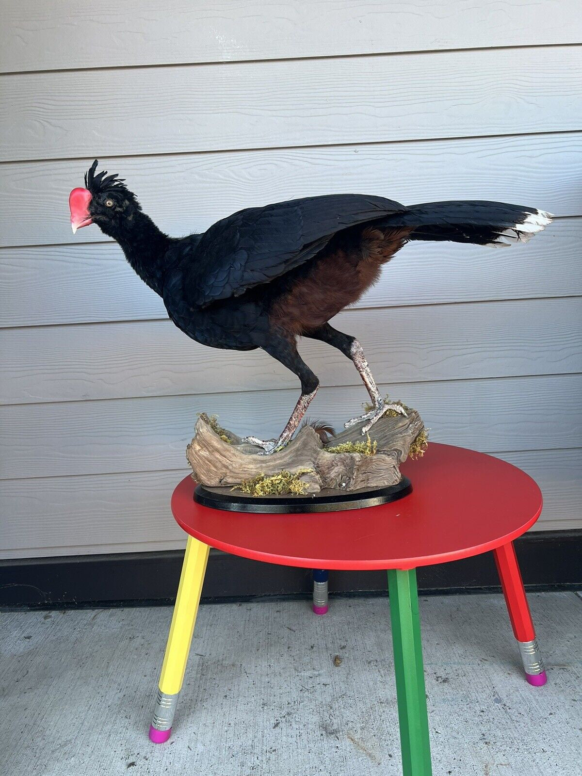 Rare razorbill curassow Taxidermy Bird Mount