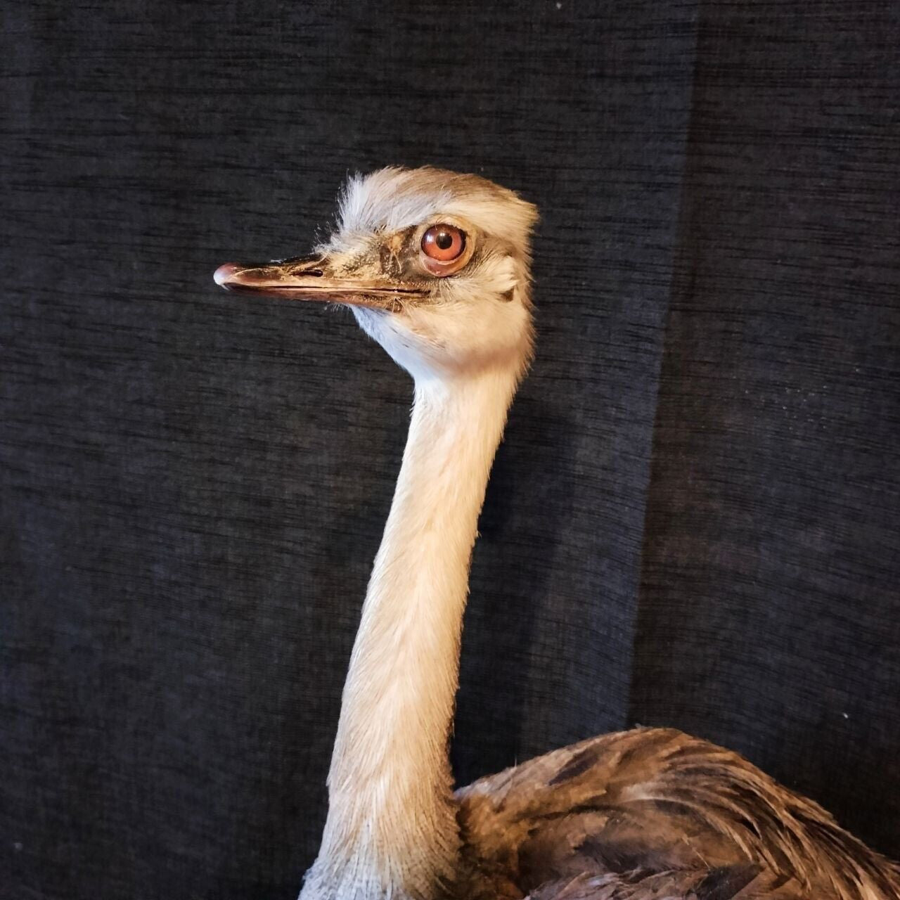 Museum Quality Ostrich Taxidermy Mount