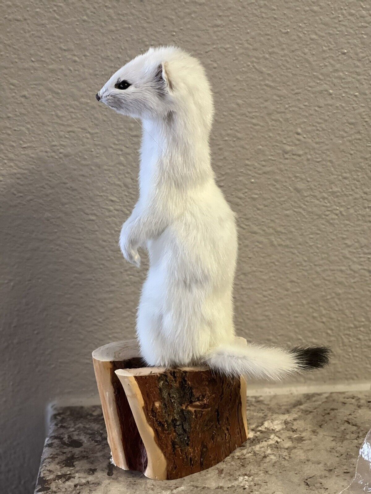 Beautiful Adorable Weasel Ermine Small Animal Taxidermy Mount Art Wildlife