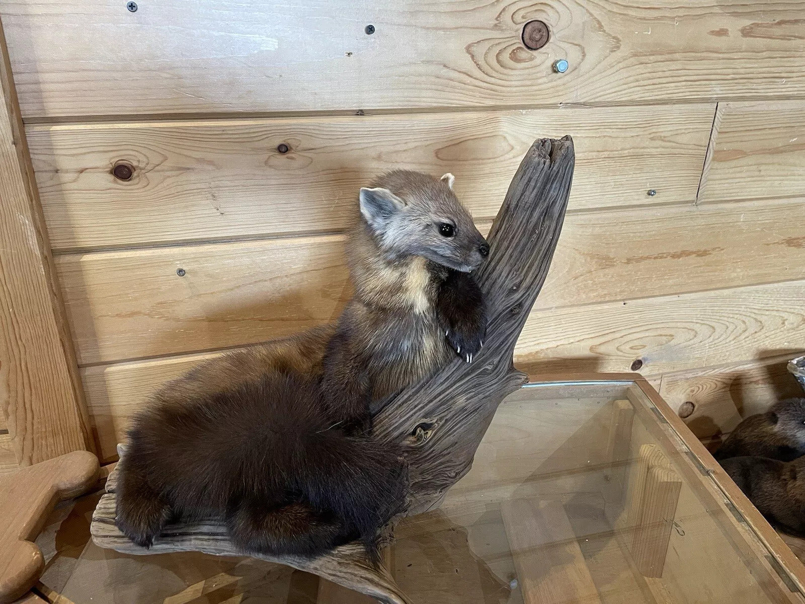 Pine Marten Alaskan Life Size Taxidermy Mount