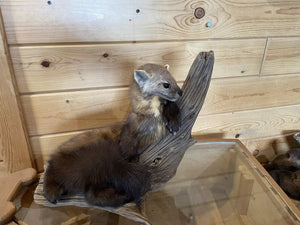 Pine Marten Alaskan Life Size Taxidermy Mount