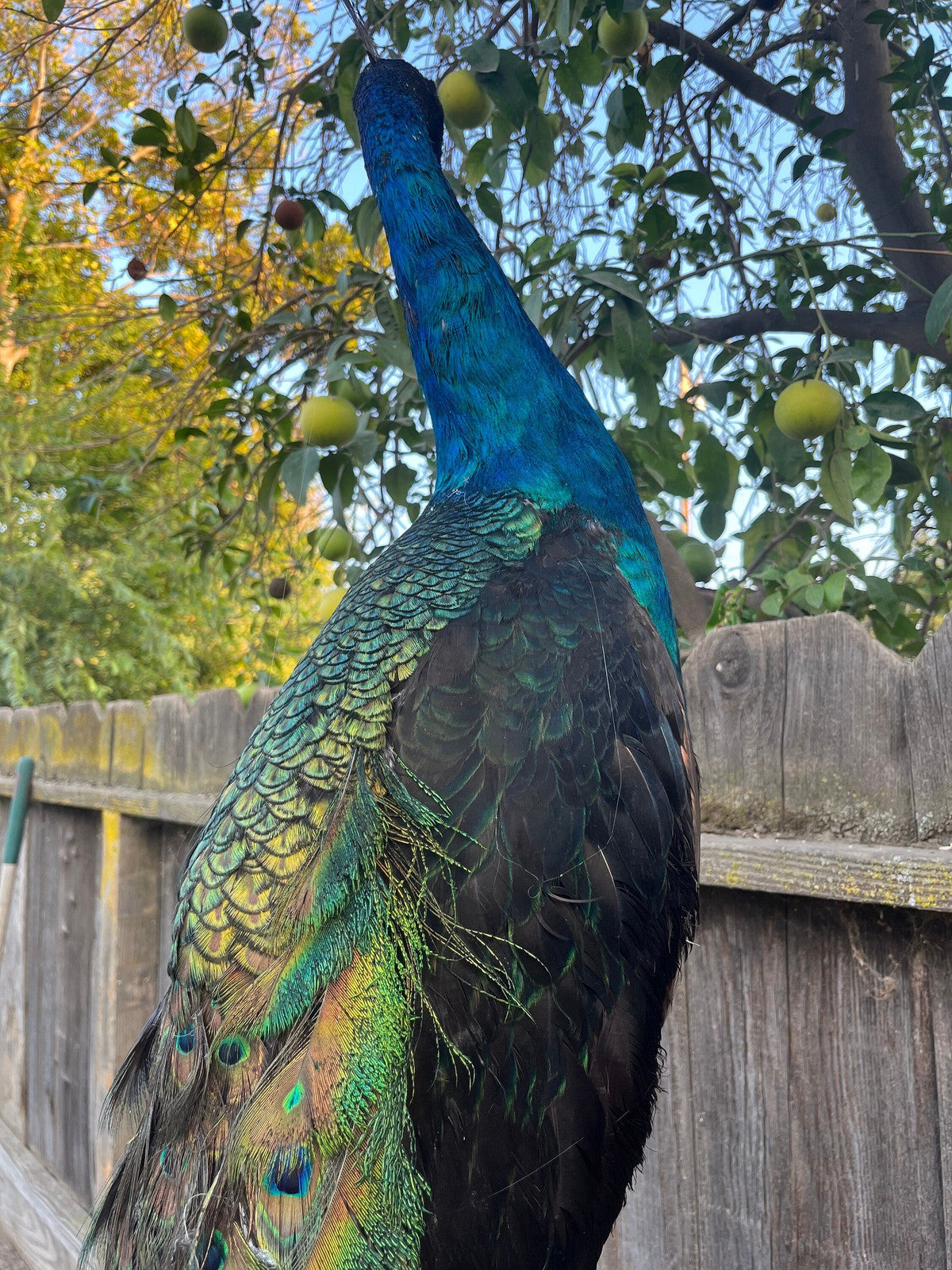 India Blue black shoulder PEACOCK Taxidermy Mount museum quality