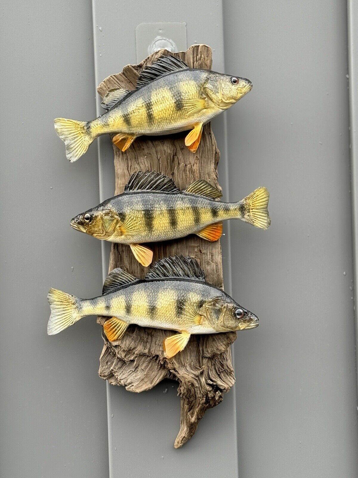 Beautiful Perch Fish Taxidermy Wall Mount Art Wildlife