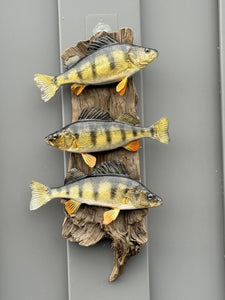 Beautiful Perch Fish Taxidermy Wall Mount Art Wildlife