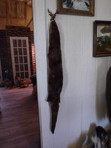 Tanned Otter Taxidermy Hide