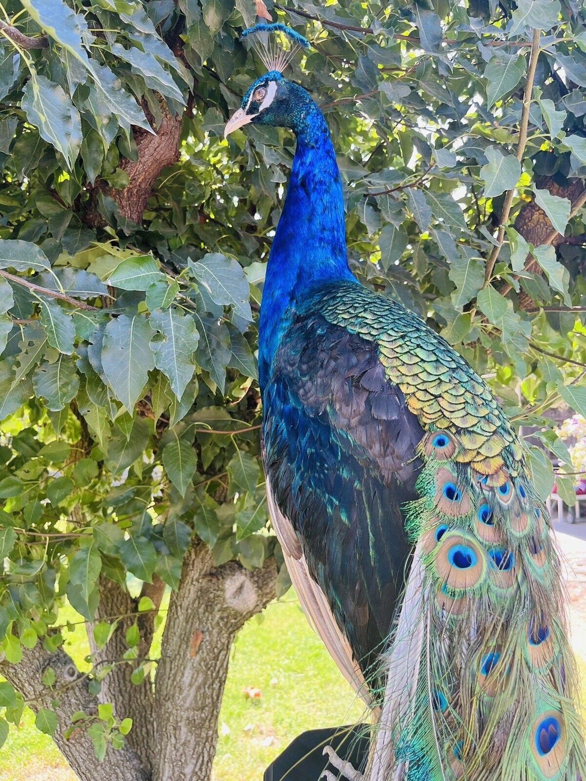 India Blue PEACOCK Taxidermy Mount museum quality