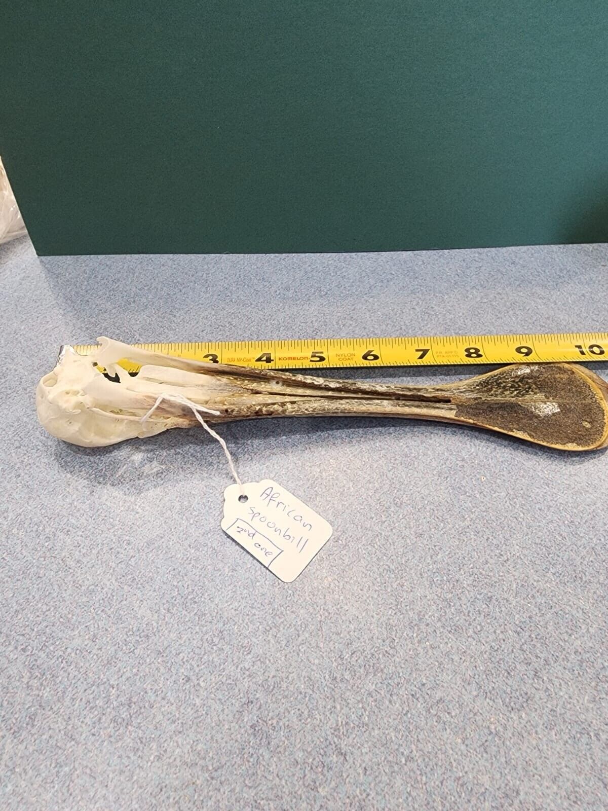Real African spoonbill Bird Skull Taxidermy Sk1