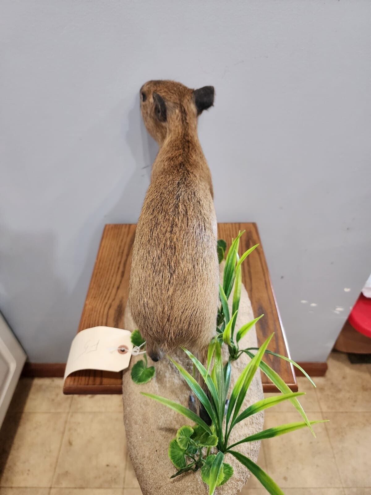 Capybara  Full Body Mount  Taxidermy