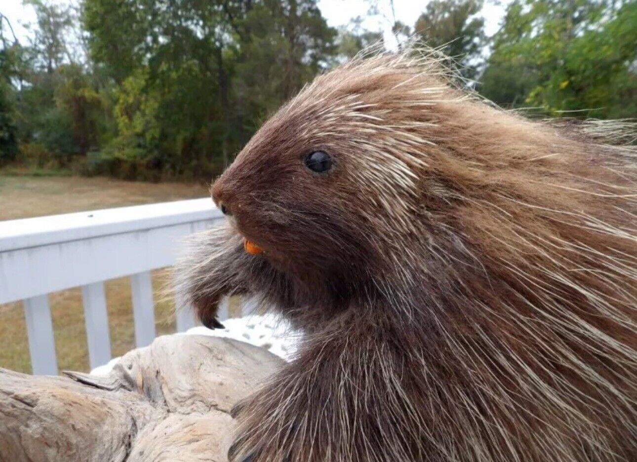 Old Taxidermy Porcupine Wooden Stand Cabin Decor