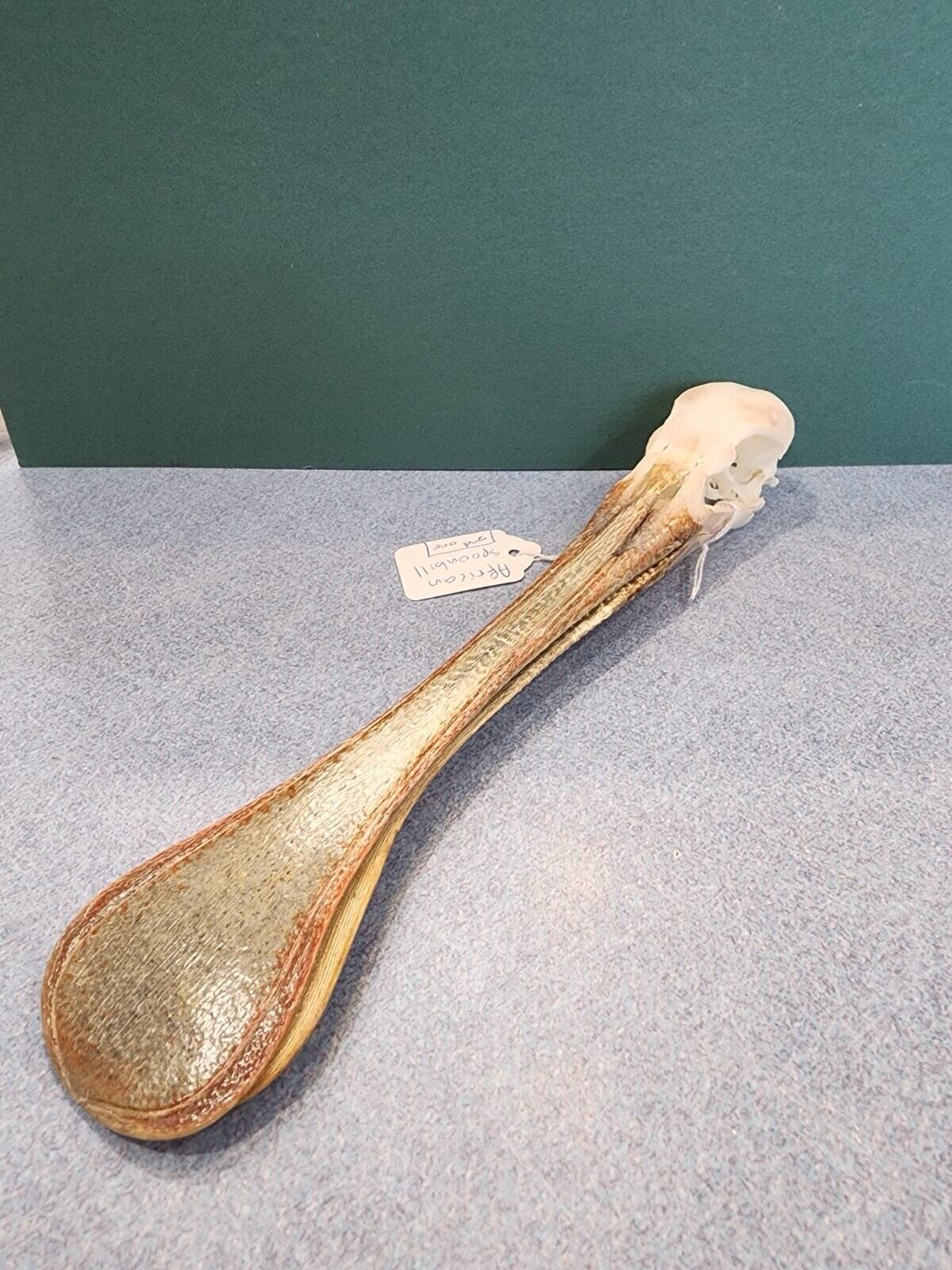 Real African spoonbill Bird Skull Taxidermy Sk1