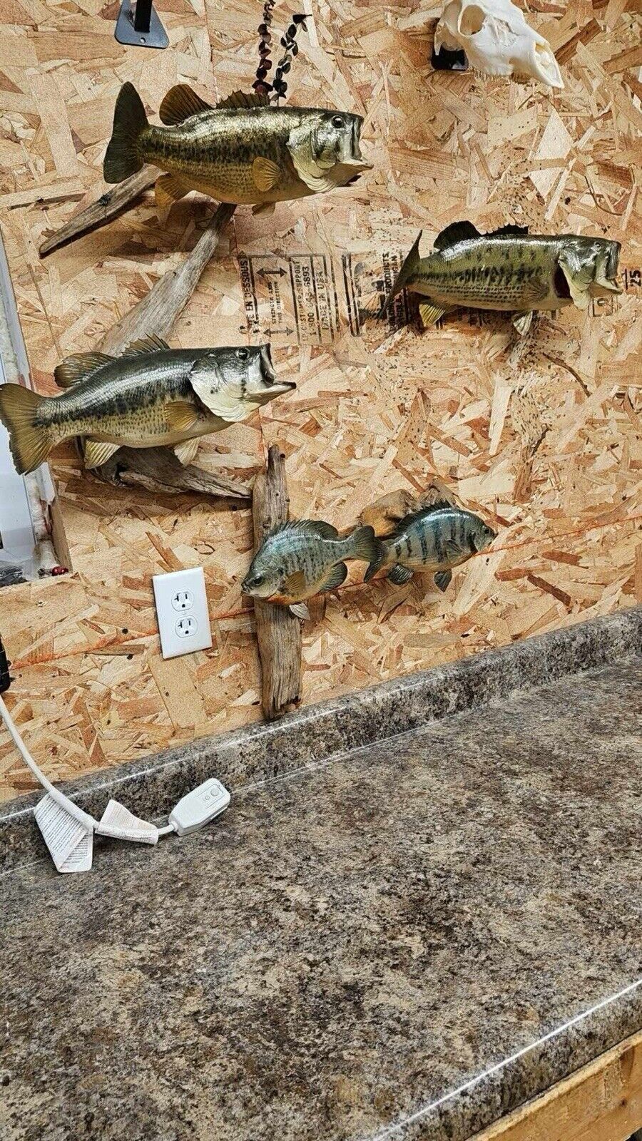 3 bass.  2 bluegill Fish Taxidermy Mount