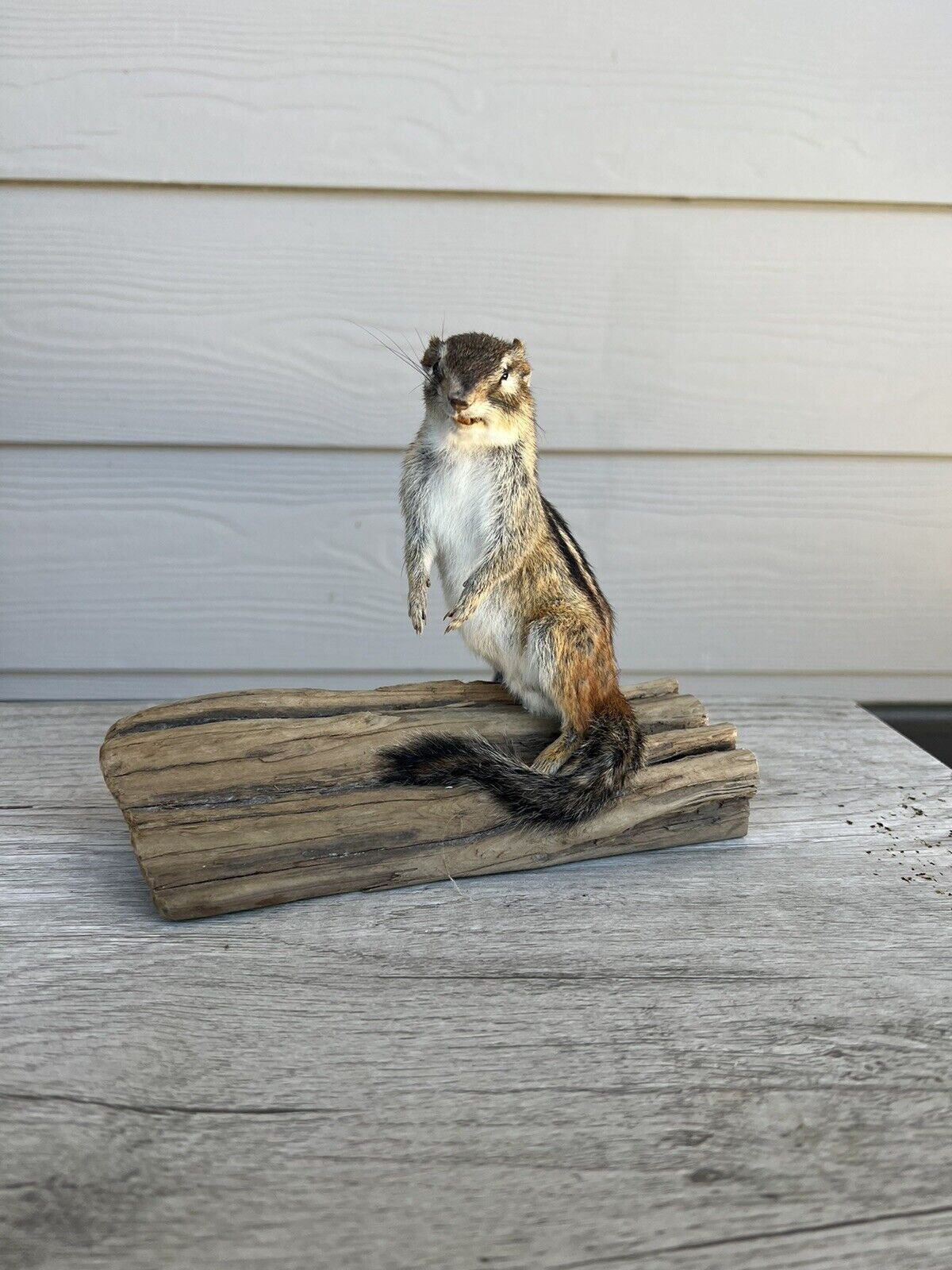 New Taxidermy Beautiful CHIPMUNK Mount On Real Wood-