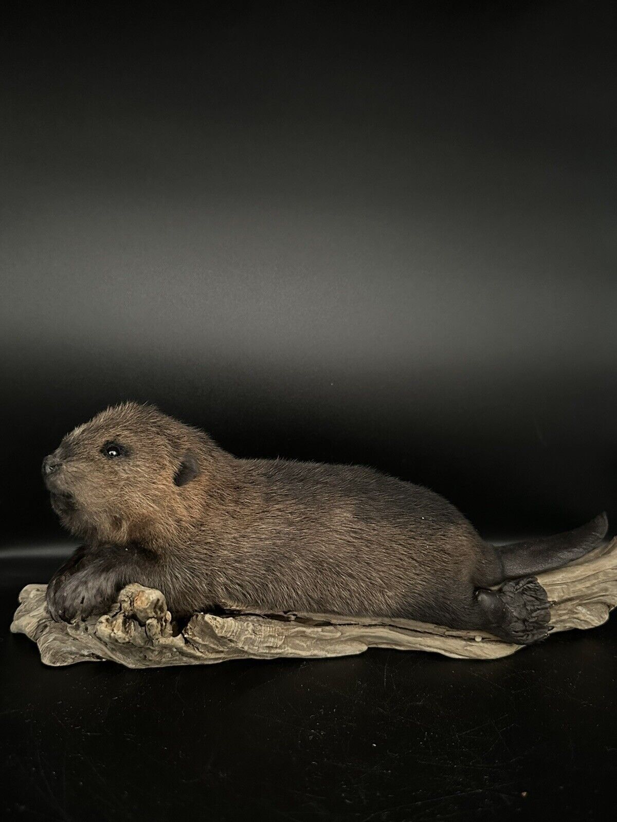 Beautiful Adorable Baby Beaver Kit Taxidermy Mount Art Wildlife 19B