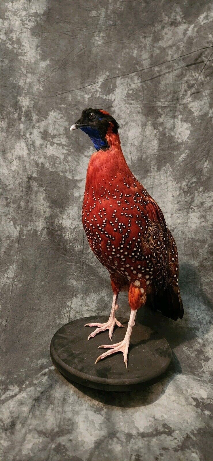 Satyr tragopan Pheasant Taxidermy Mount Bird Gamebird Feathers Exotic