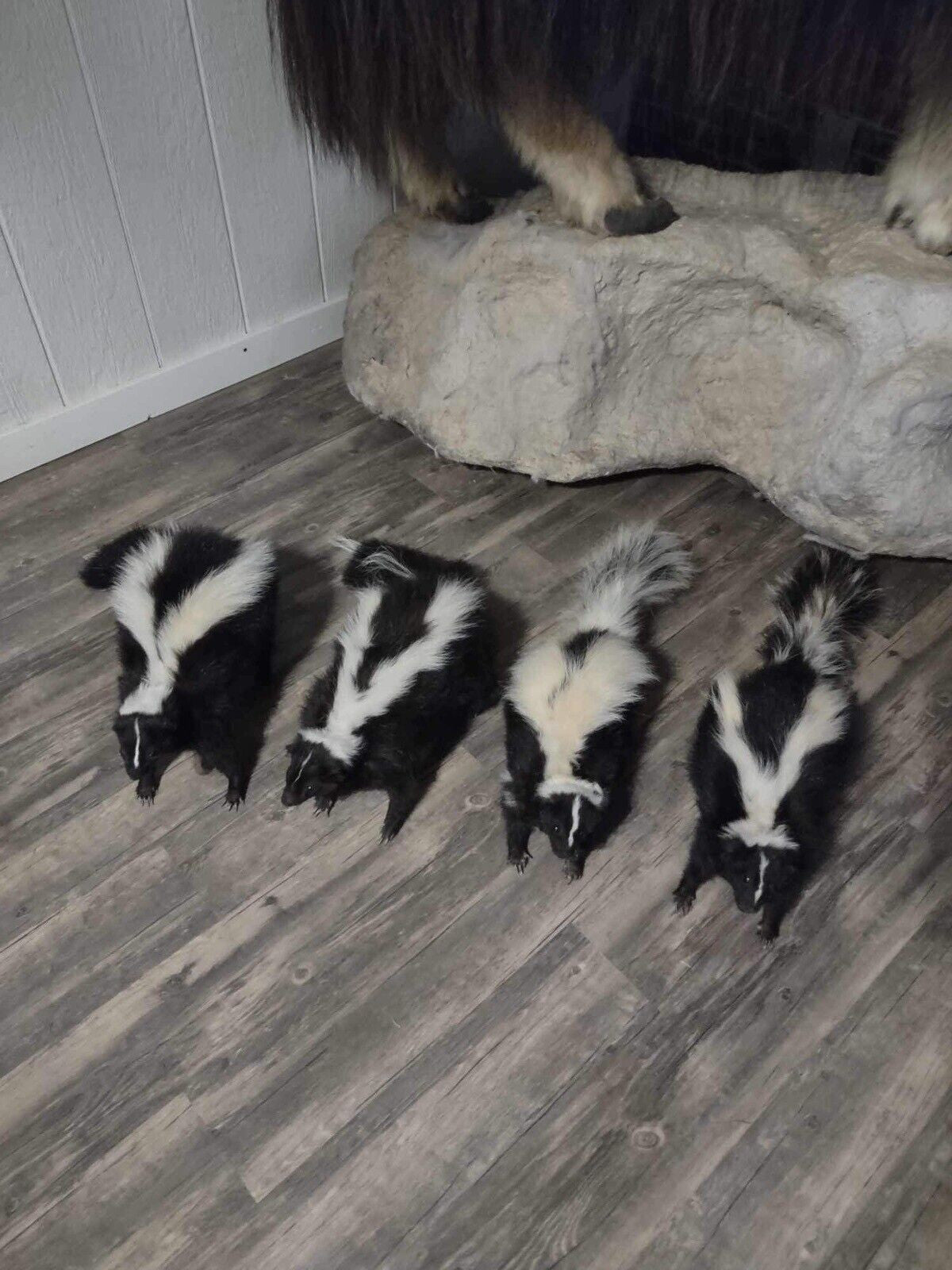 Skunk Taxidermy Mounts Full Body Mount