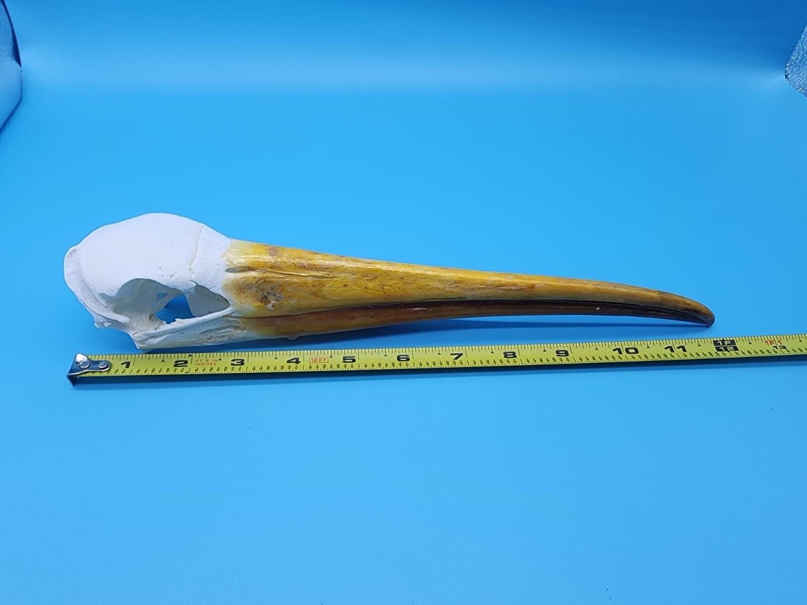 Real Yellow-billed stork Bird Skull Taxidermy Sk2