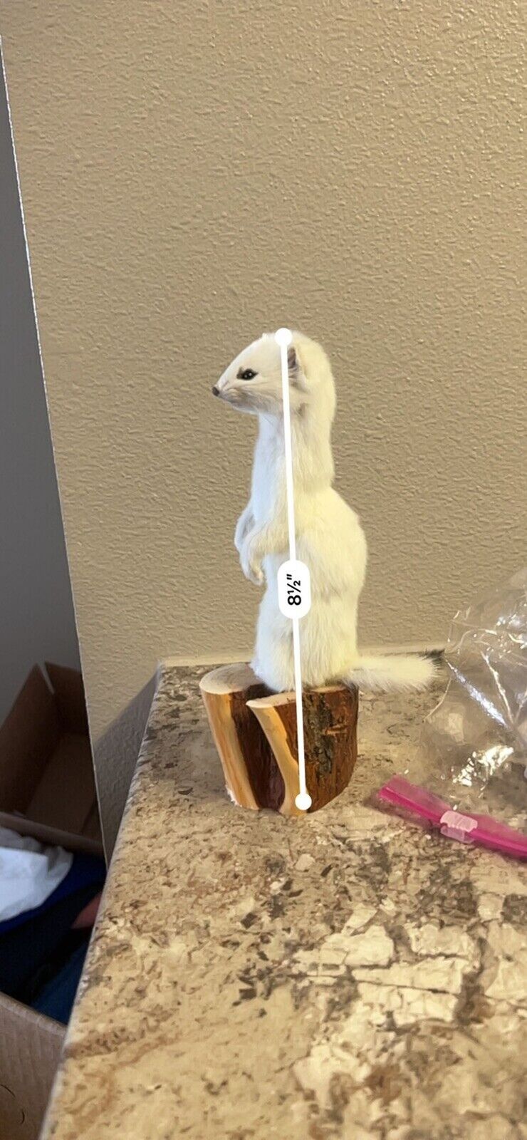 Beautiful Adorable Weasel Ermine Small Animal Taxidermy Mount Art Wildlife