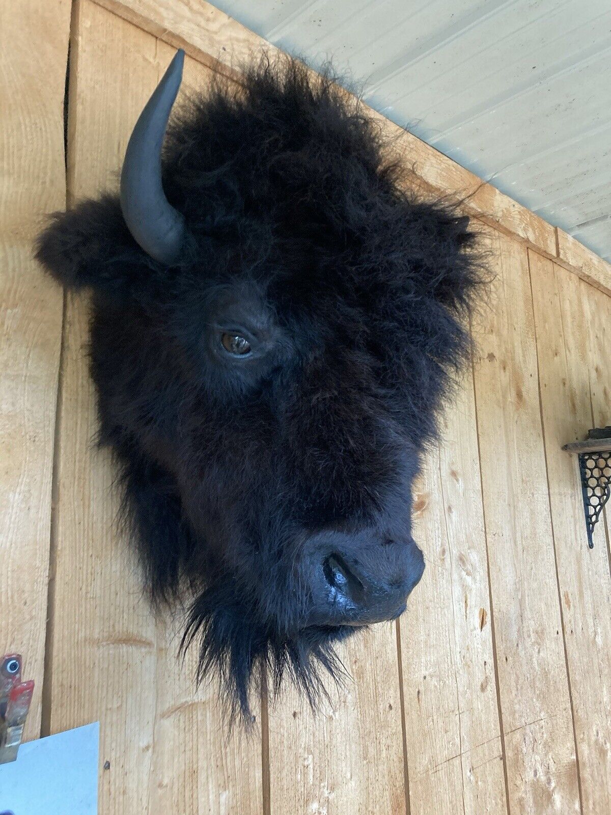 Mark Buffalo / Bison Head Taxidermy Mount New Neck Mount
