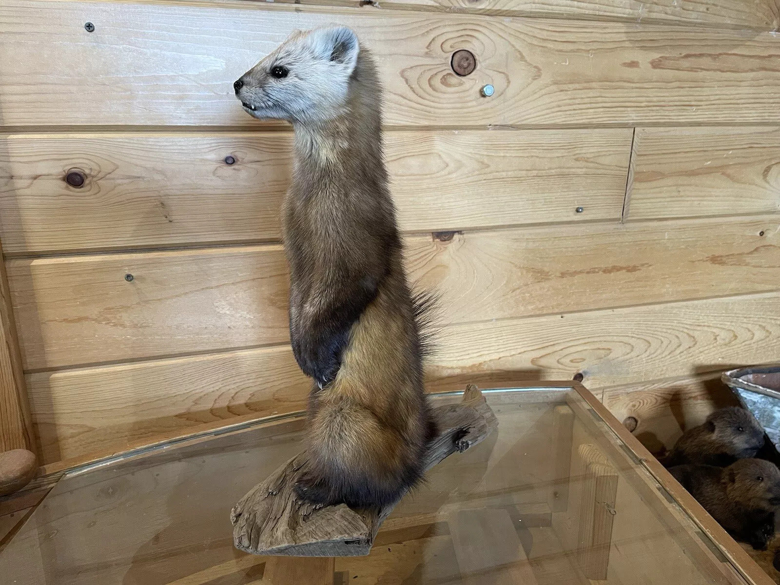 Pine Marten Alaskan Life Size Taxidermy Mount