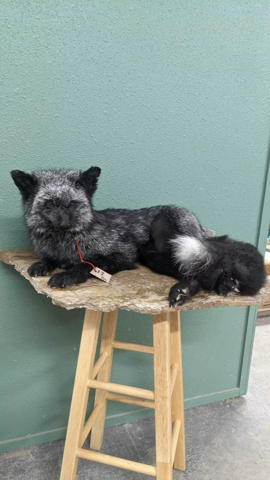 Stunning Real Cross FOX Mount Taxidermy Brand New