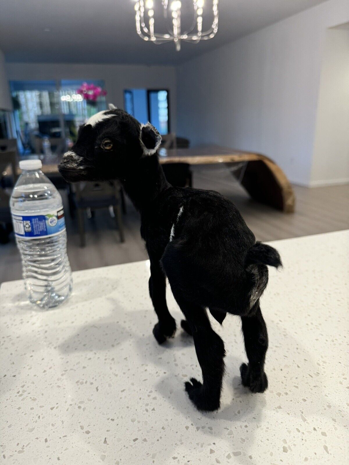 Super Tiny Baby Goat Taxidermy Mount