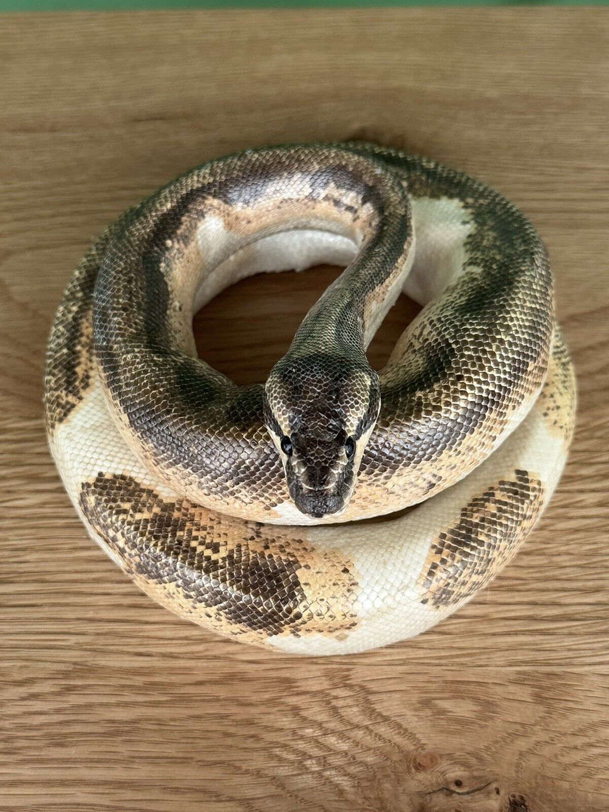 Real  Python Taxidermy Mount