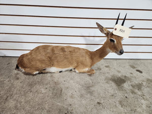 oribi, (Ourebia ourebi) Deer Fawn Taxidermy Mount