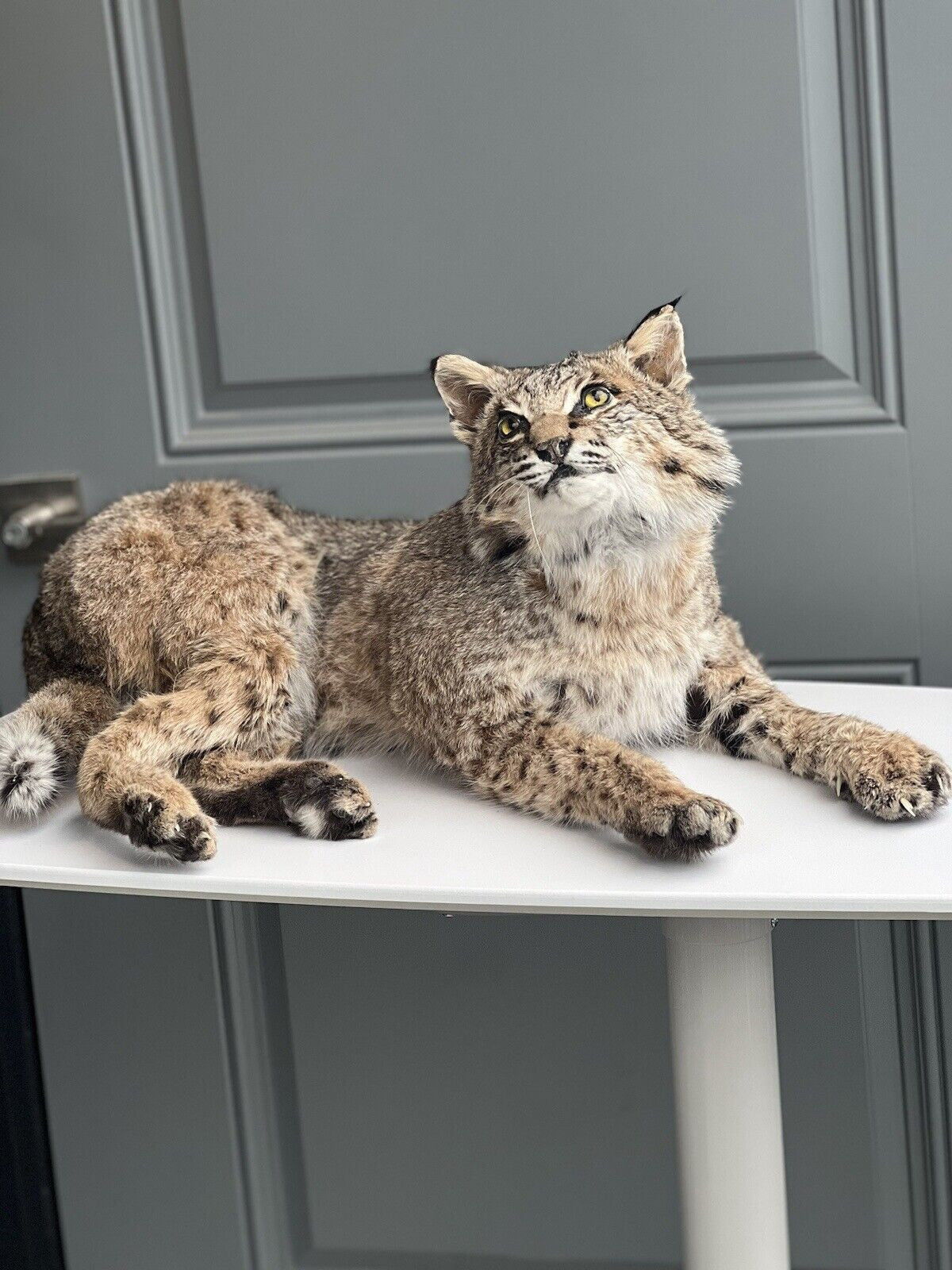 BOBCAT TAXIDERMY , Collectible,Log Cabin Decor,Outdoors,Hunting