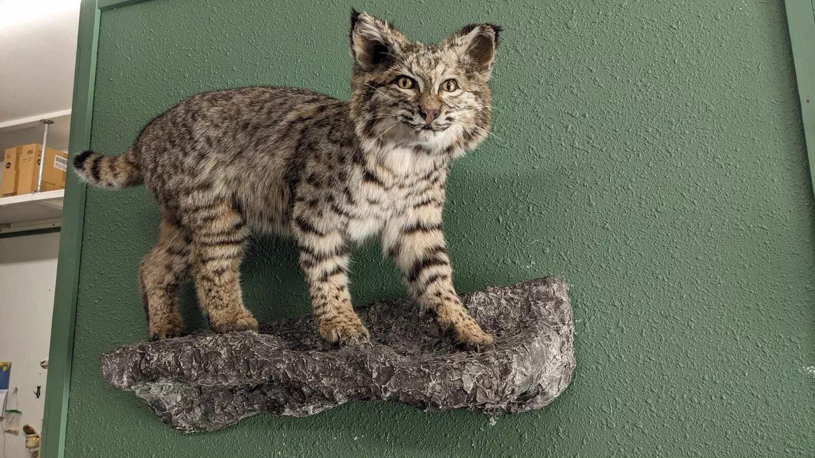 BOBCAT TAXIDERMY Wall Mount (Lynx rufus)