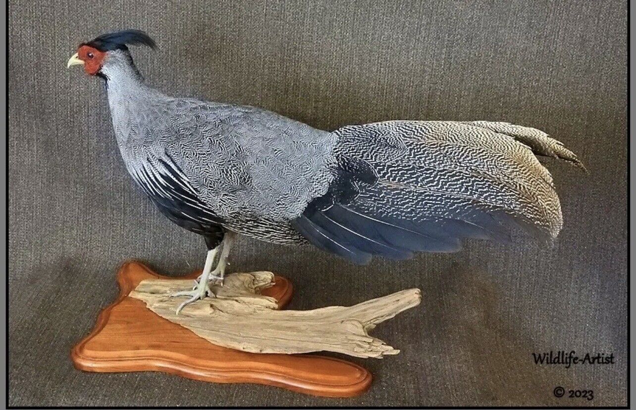 Pheasant Taxidermy Mount Bird Gamebird Feathers Exotic by Wildlife-Artist