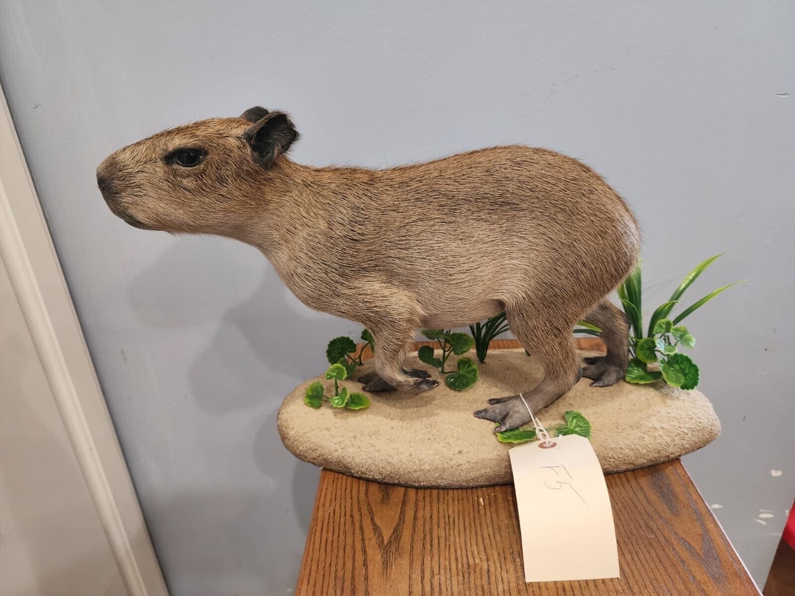 Capybara  Full Body Mount  Taxidermy