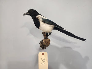 Beautiful Eurasian Magpie (Pica pica) Bird Taxidermy Mount