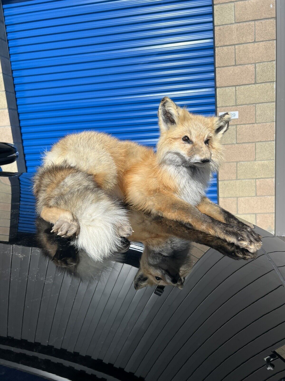 Real RED FOX MOUNT Taxidermy