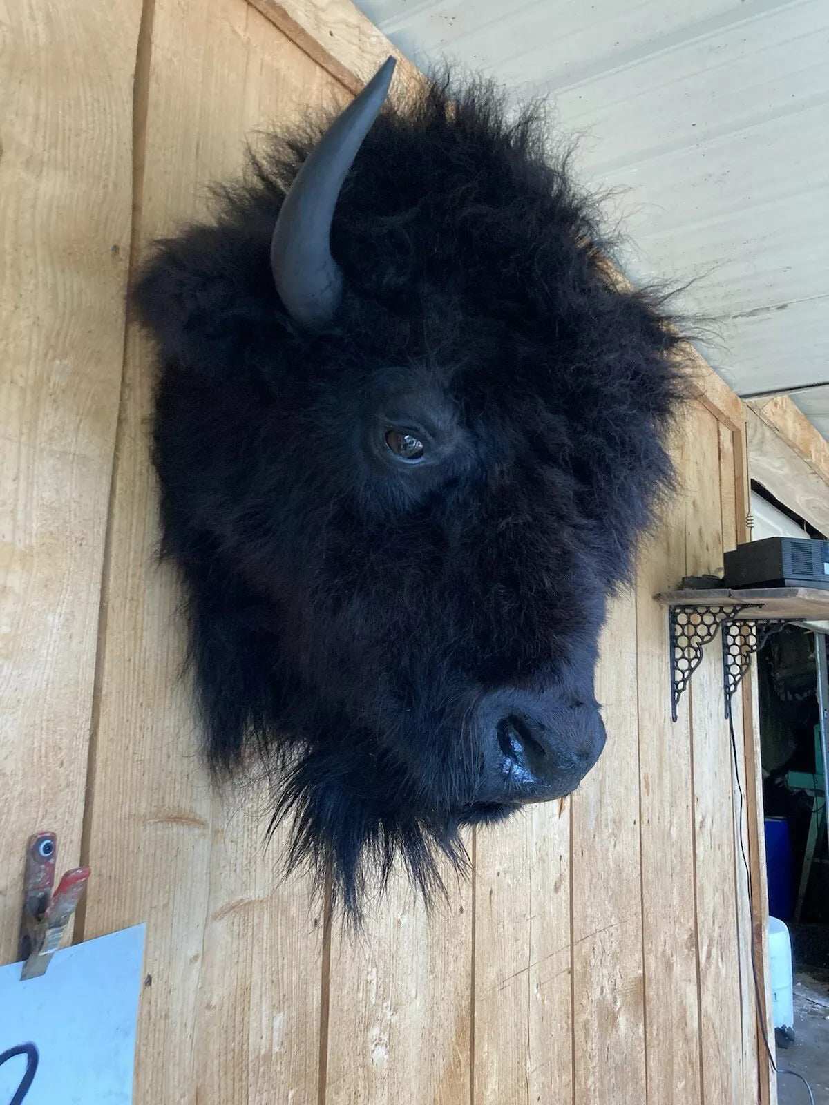 Real Buffalo / Bison Head Taxidermy Mount New Neck Mount (you Get One Pictured)