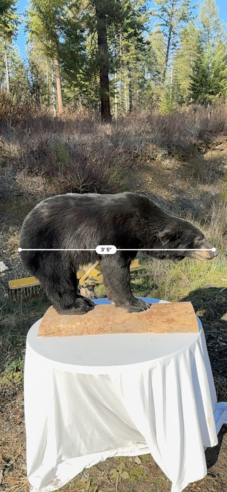 Black bear full body mount new