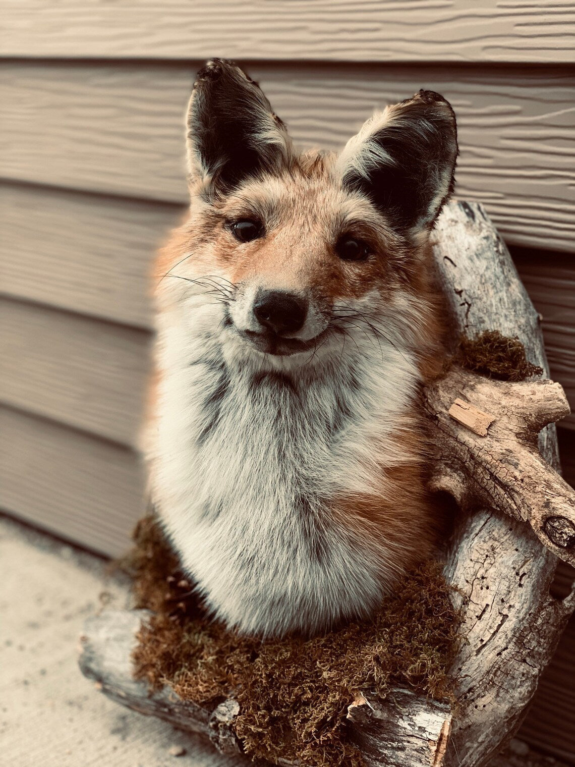 Red fox shoulder mount taxidermy in den