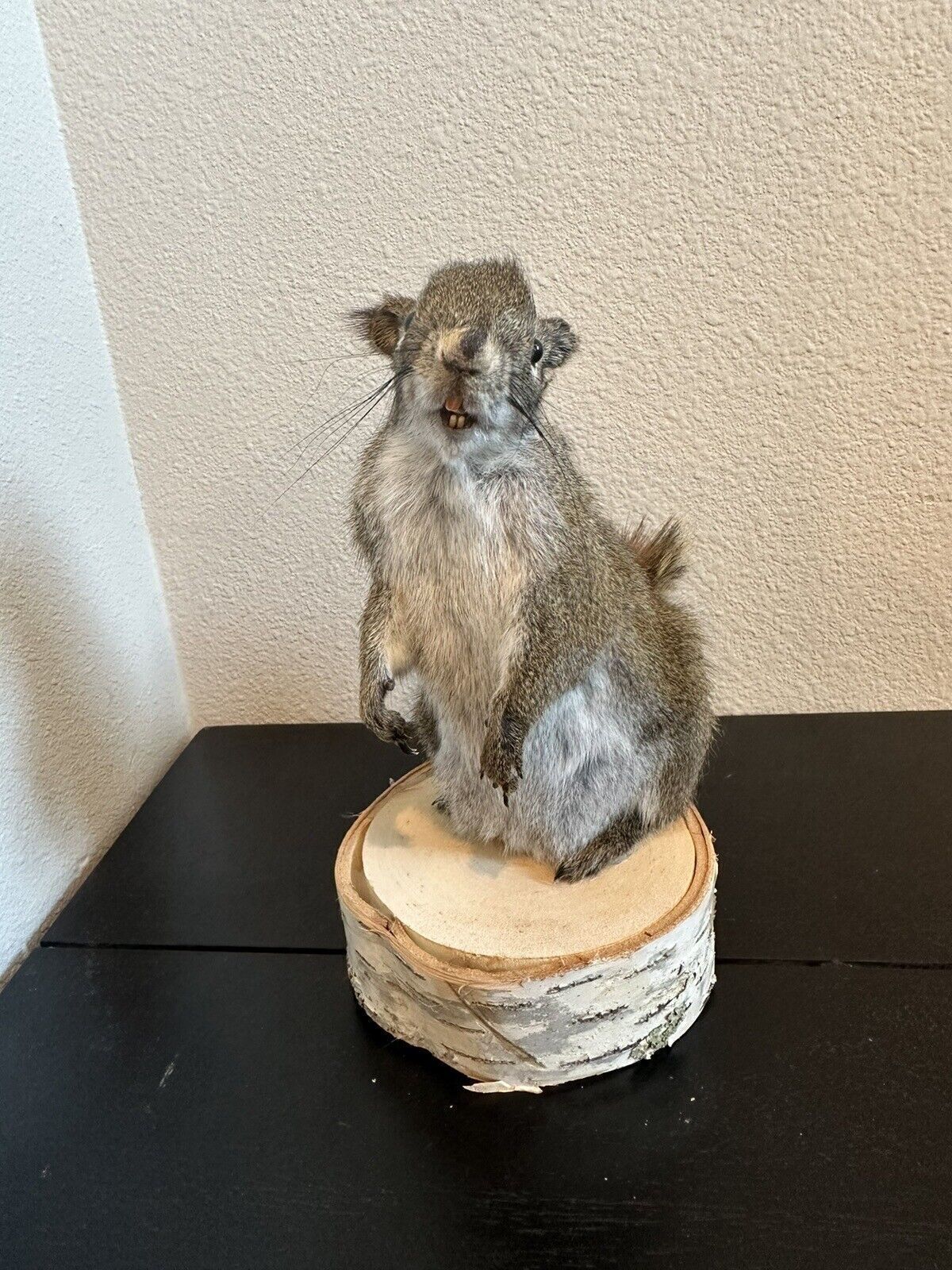 Beautiful Adorable Red Squirrel Small Animal Taxidermy Mount Art Wildlife
