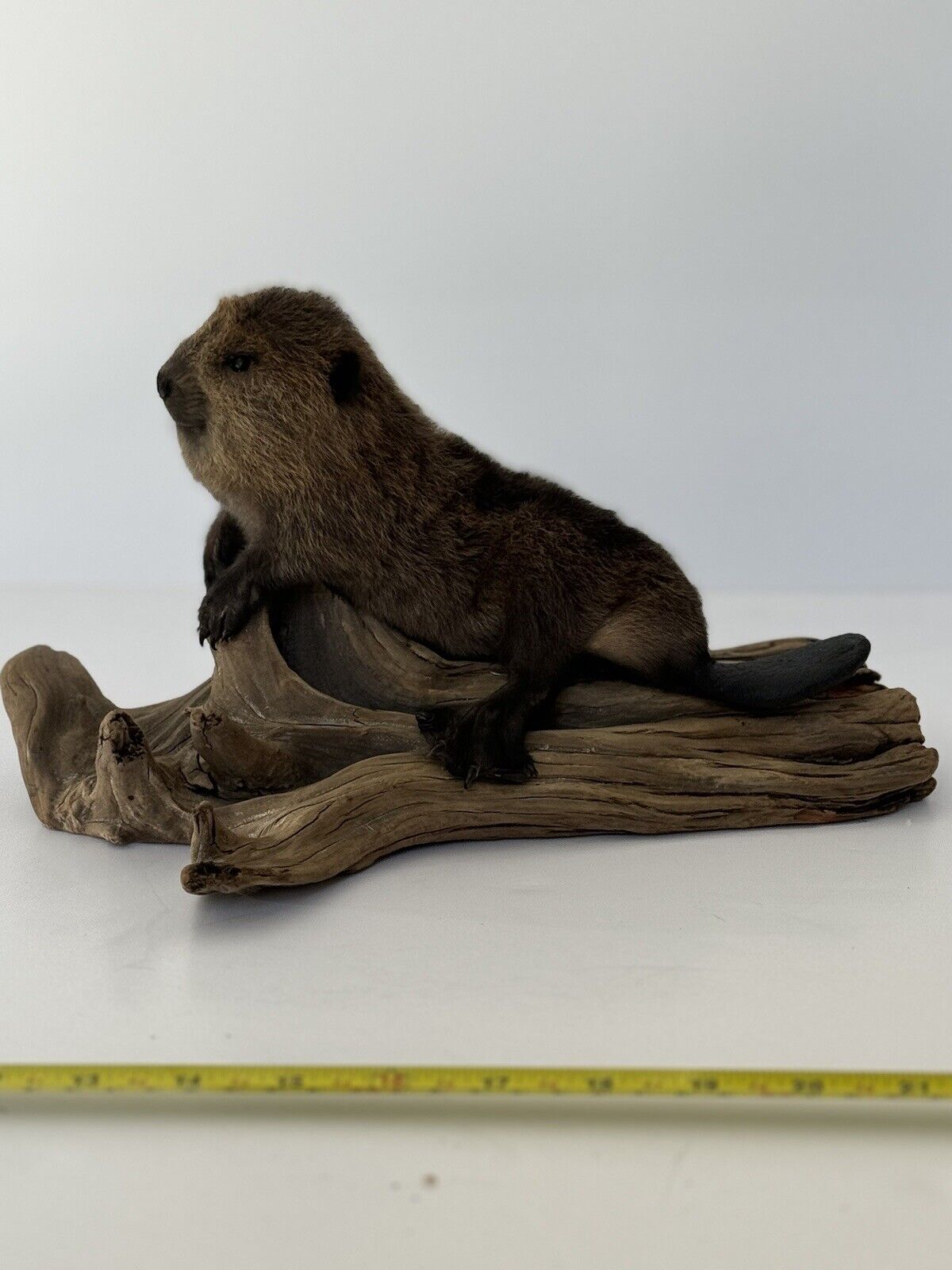 Beautiful Adorable Baby Beaver Kit Taxidermy Mount Art Wildlife #3