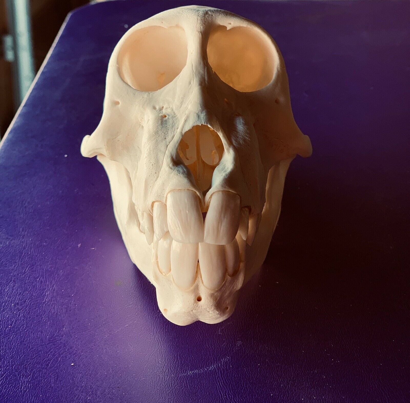 Impressive Perfect Teeth Chacma baboon Skull