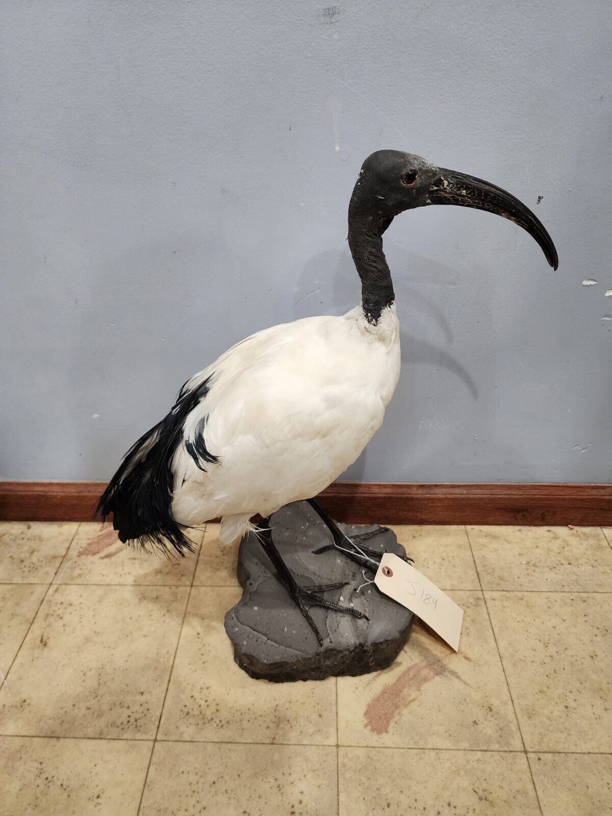 Real African sacred ibis (Threskiornis aethiopicus) full mount with base