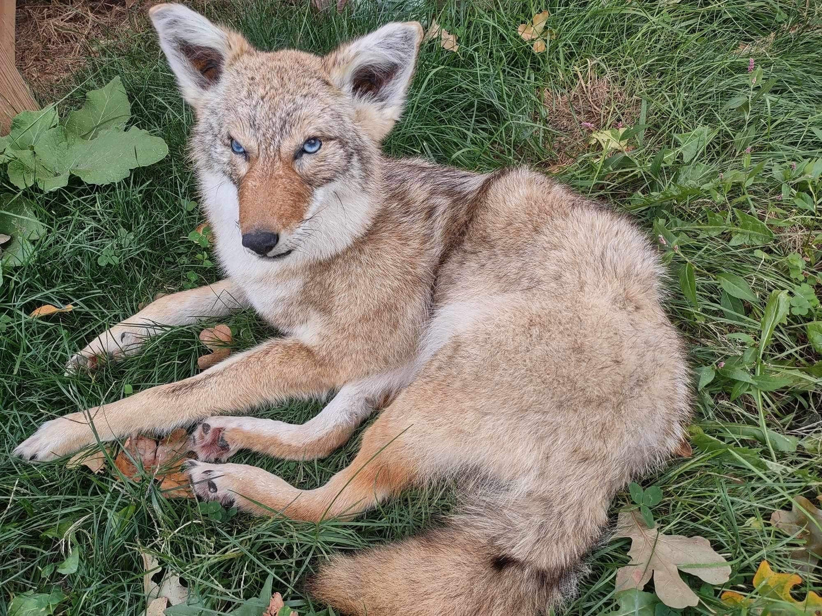 Coyote Taxidermy Custom Full Body Mount Home Camp Wall Decor Hunting Cabin