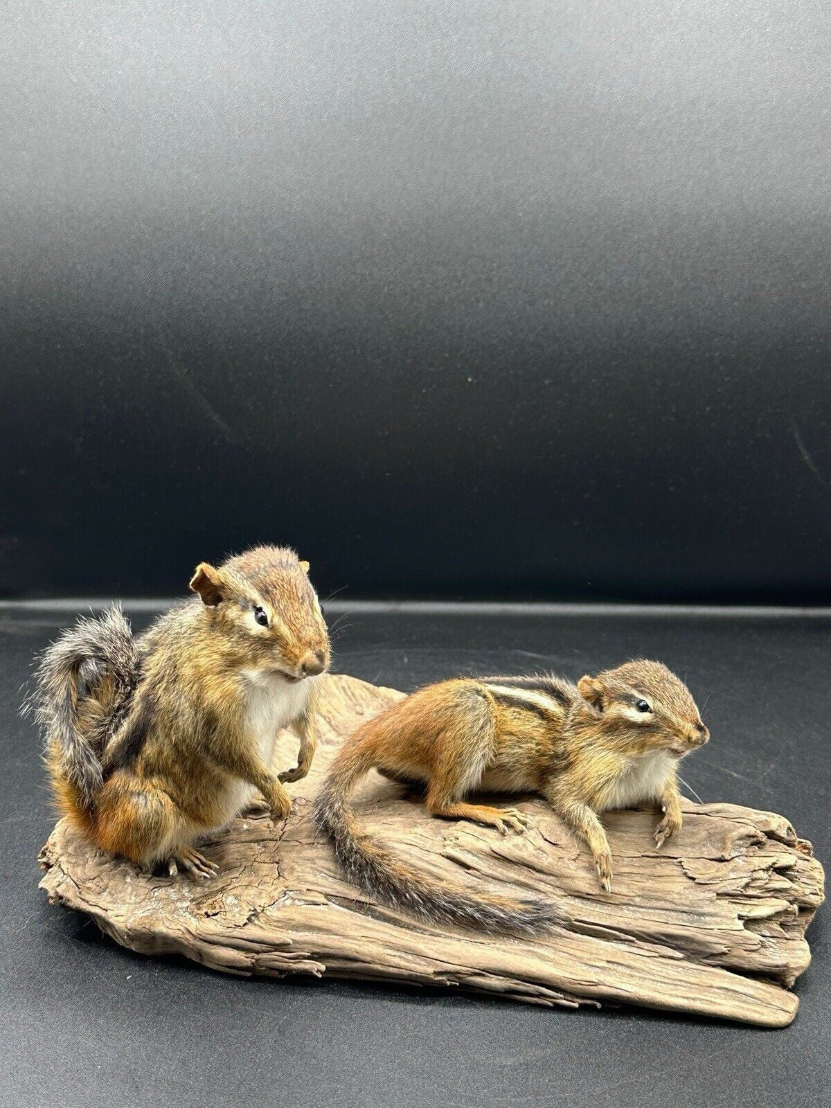 Beautiful Adorable Chipmunk Small Animal Taxidermy Mount Art Wildlife