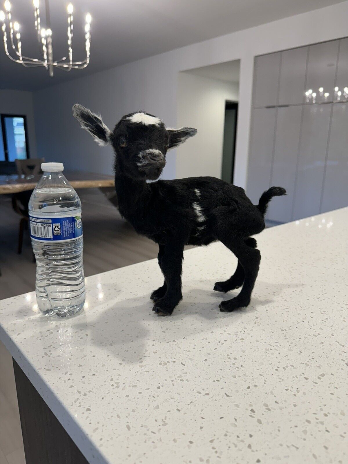 Super Tiny Baby Goat Taxidermy Mount