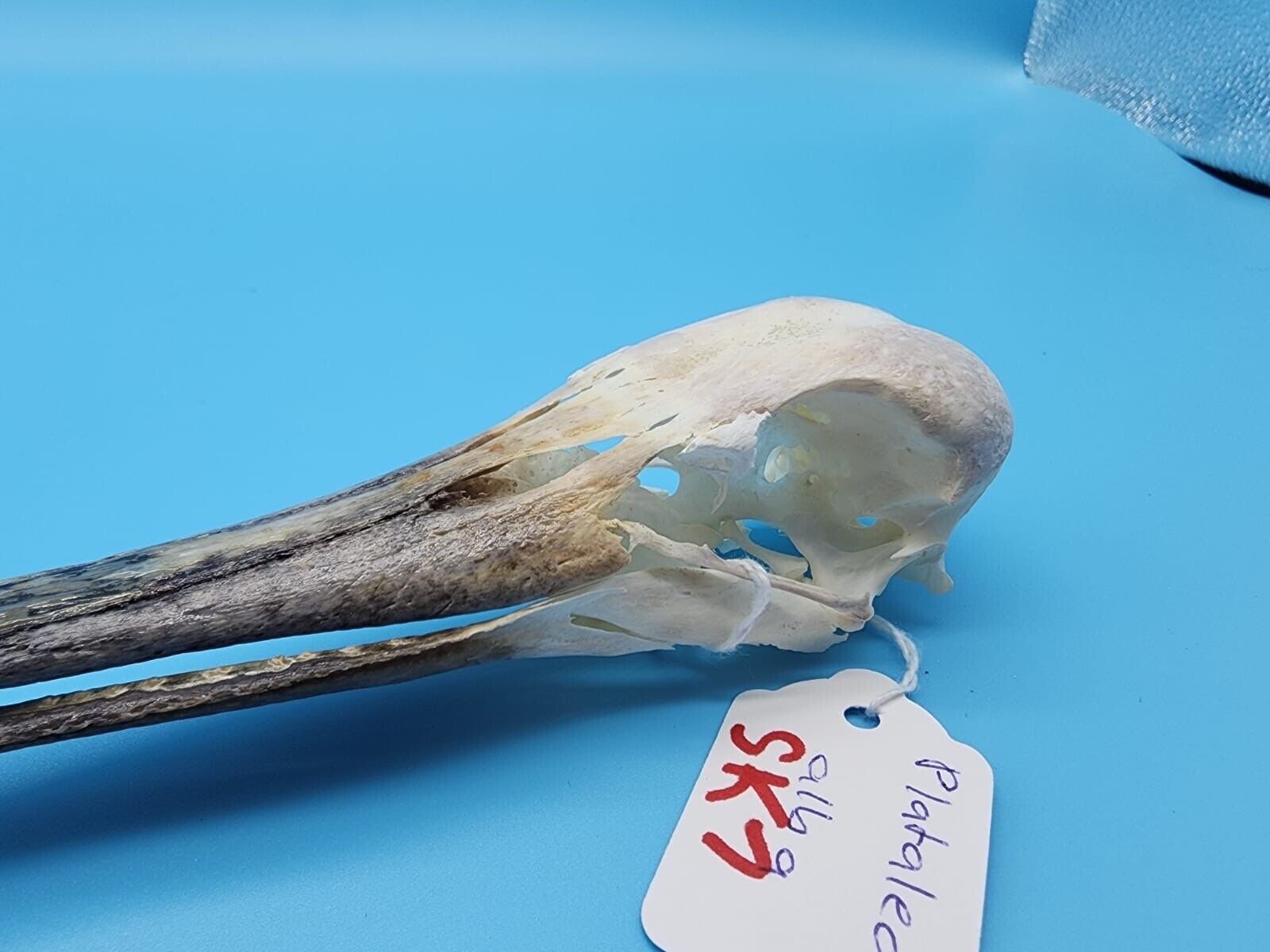 Real African spoonbill Bird Skull Taxidermy Sk7