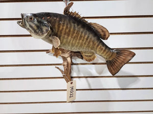 Real Skin smallmouth bass 16" Taxidermy Wall Mount Fish Real